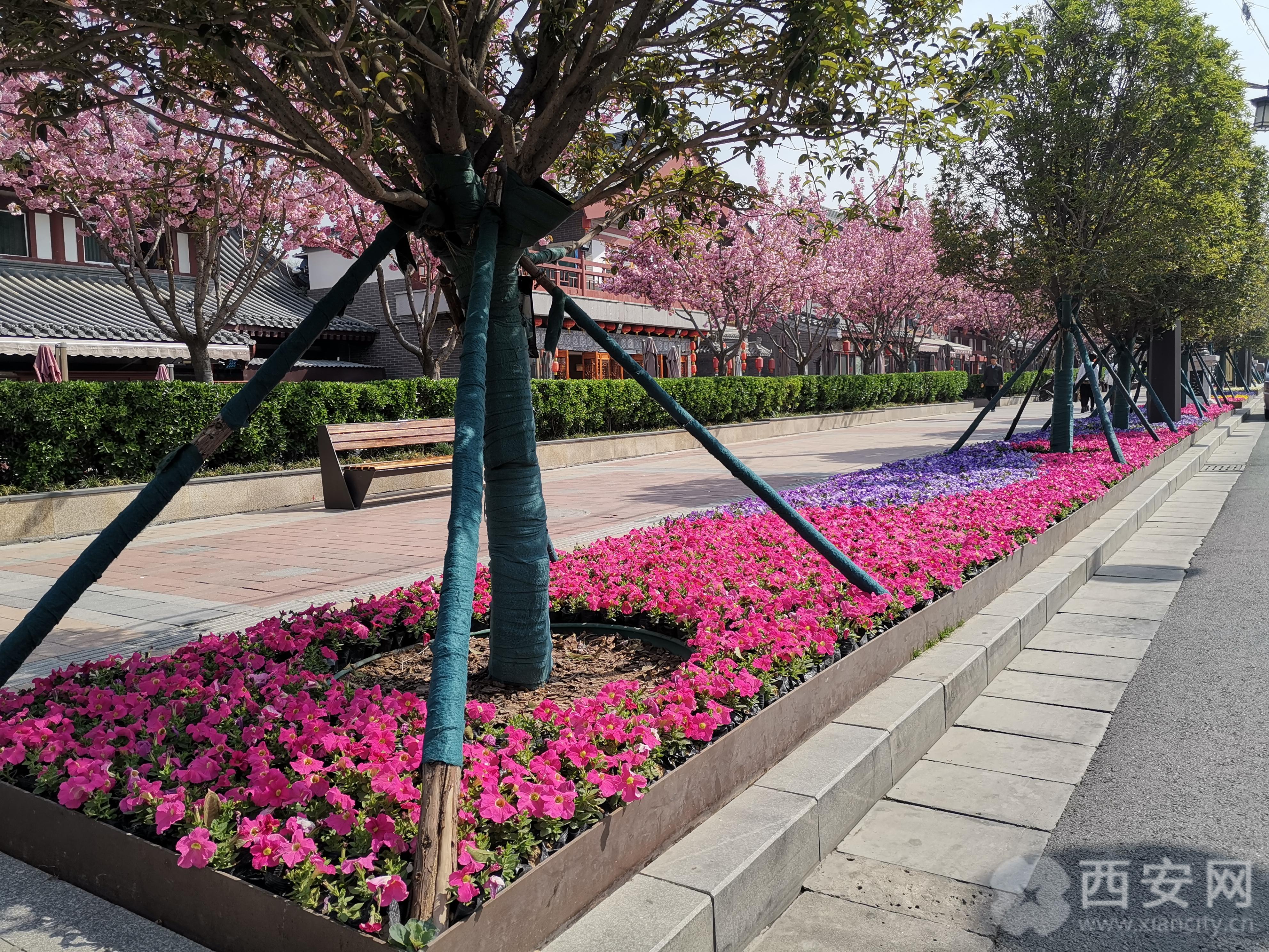 西安最靓街区 芙蓉南路:曲江新区的"鲜花大道"